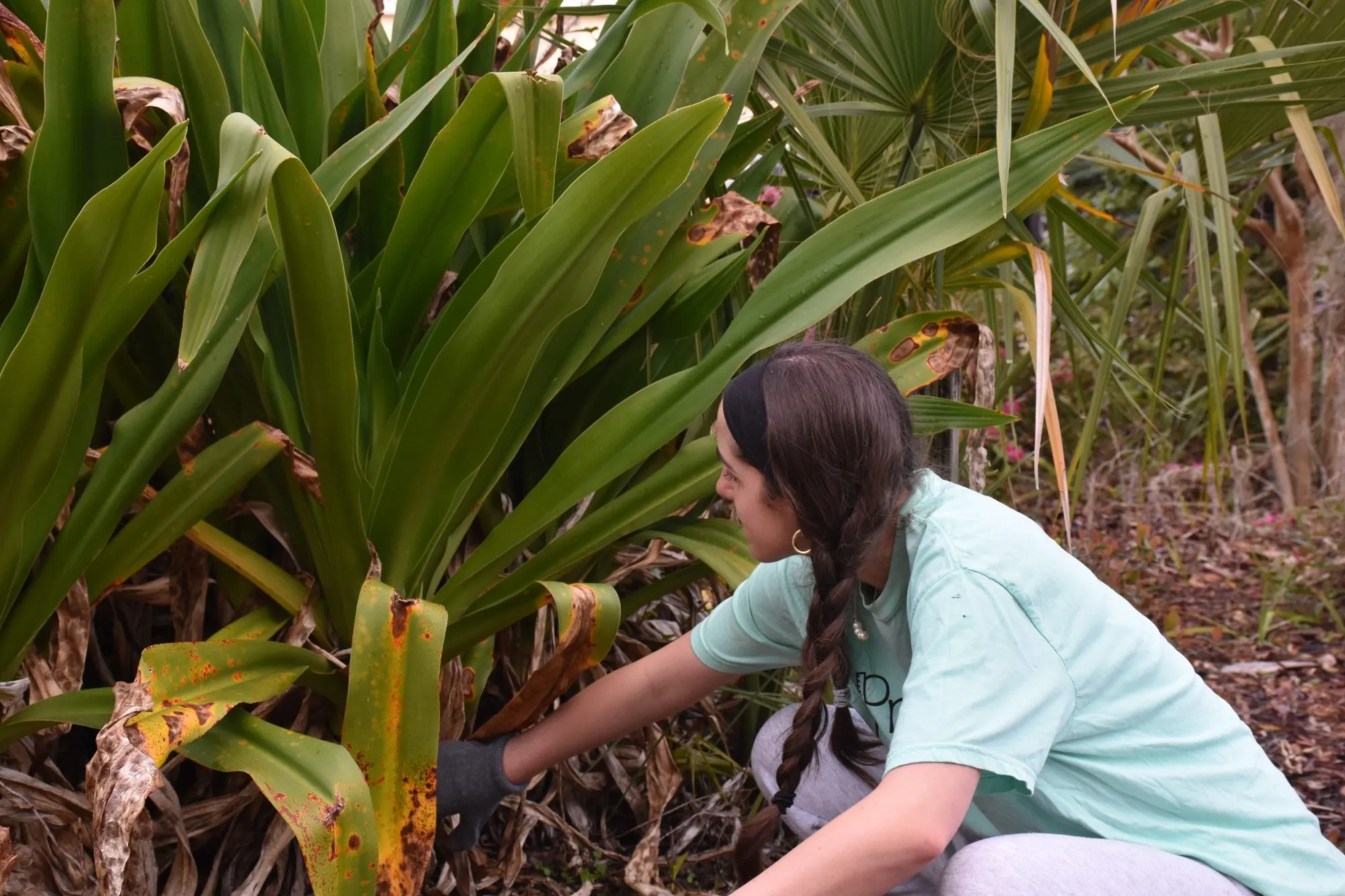 A volunteer tending plants in a school garden